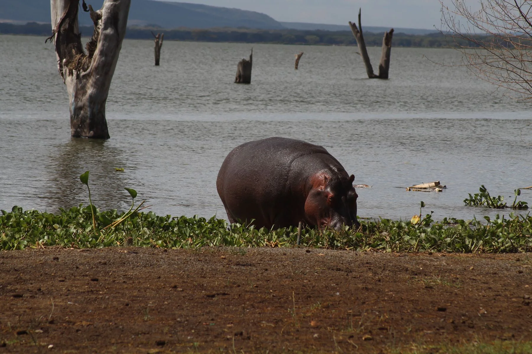 A hippopotamus beside Lake Naivasha in Kenya