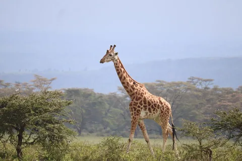 A giraffe in the savannah of Nairobi National Park