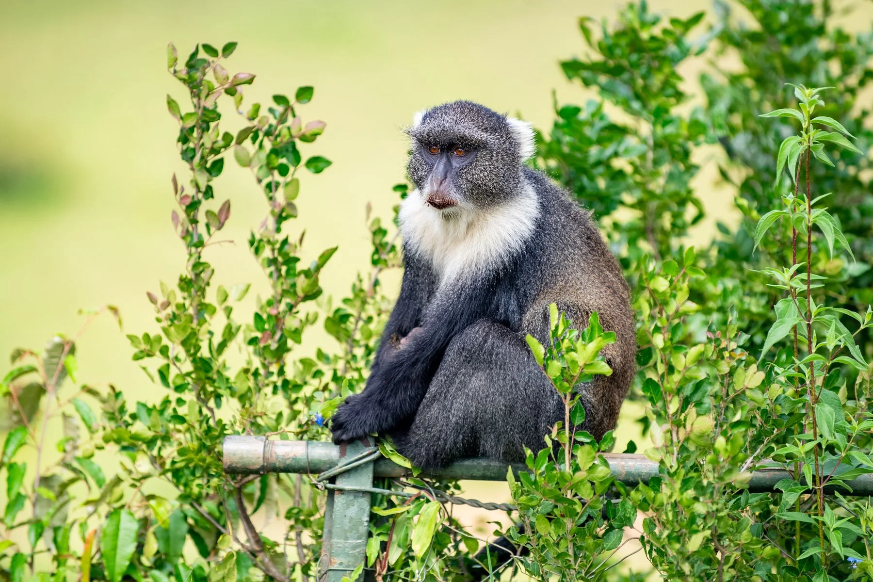 A forest monkey among green foliage in Nairobi, Kenya