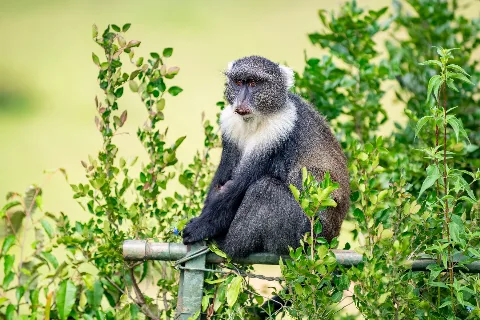A forest monkey among green foliage in Nairobi, Kenya