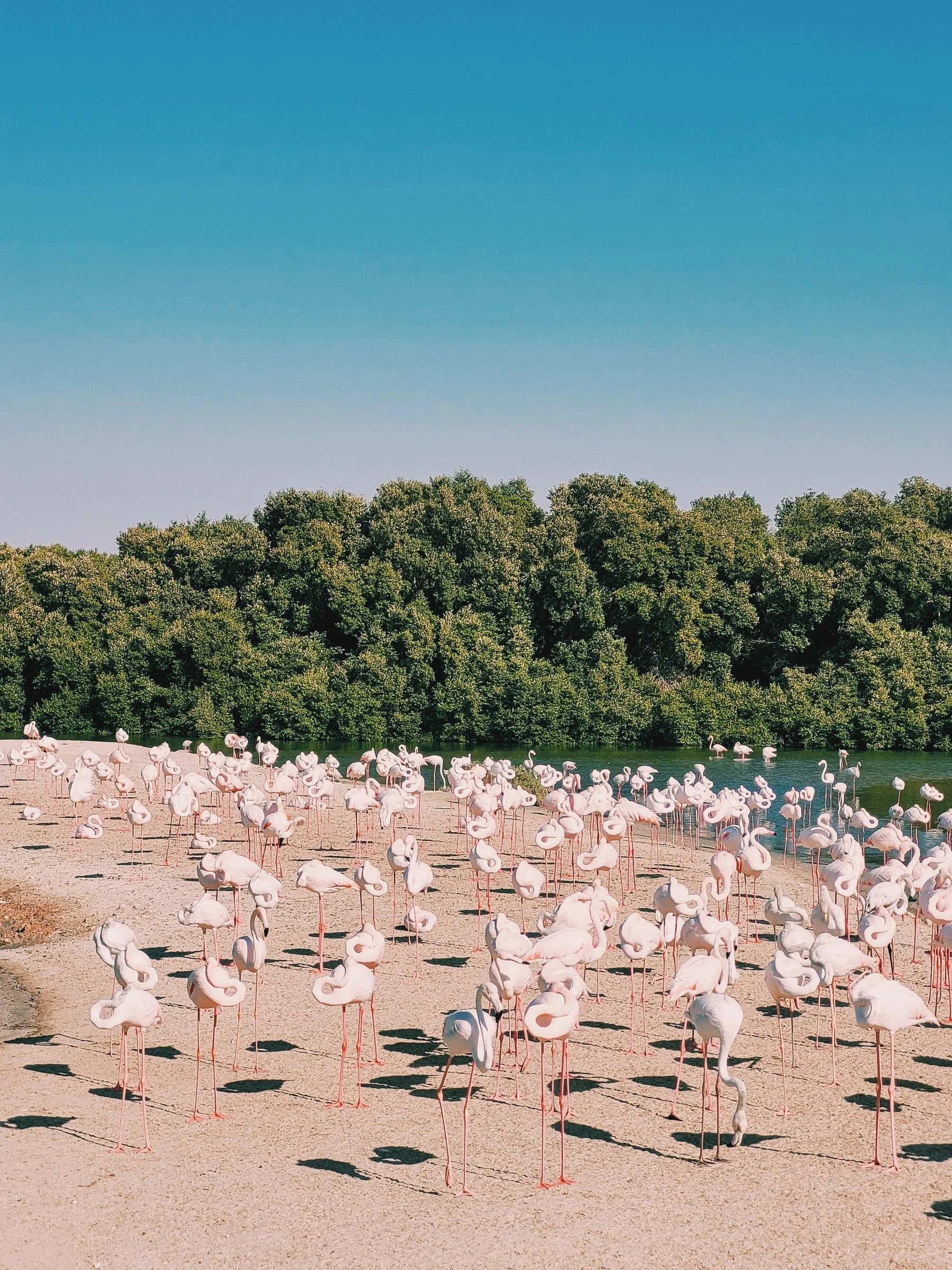 Flamingos gathering beside a lake; illustrative birdlife image