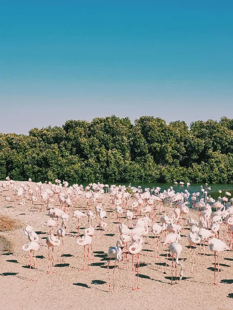 Flamingos gathering beside a lake; illustrative birdlife image