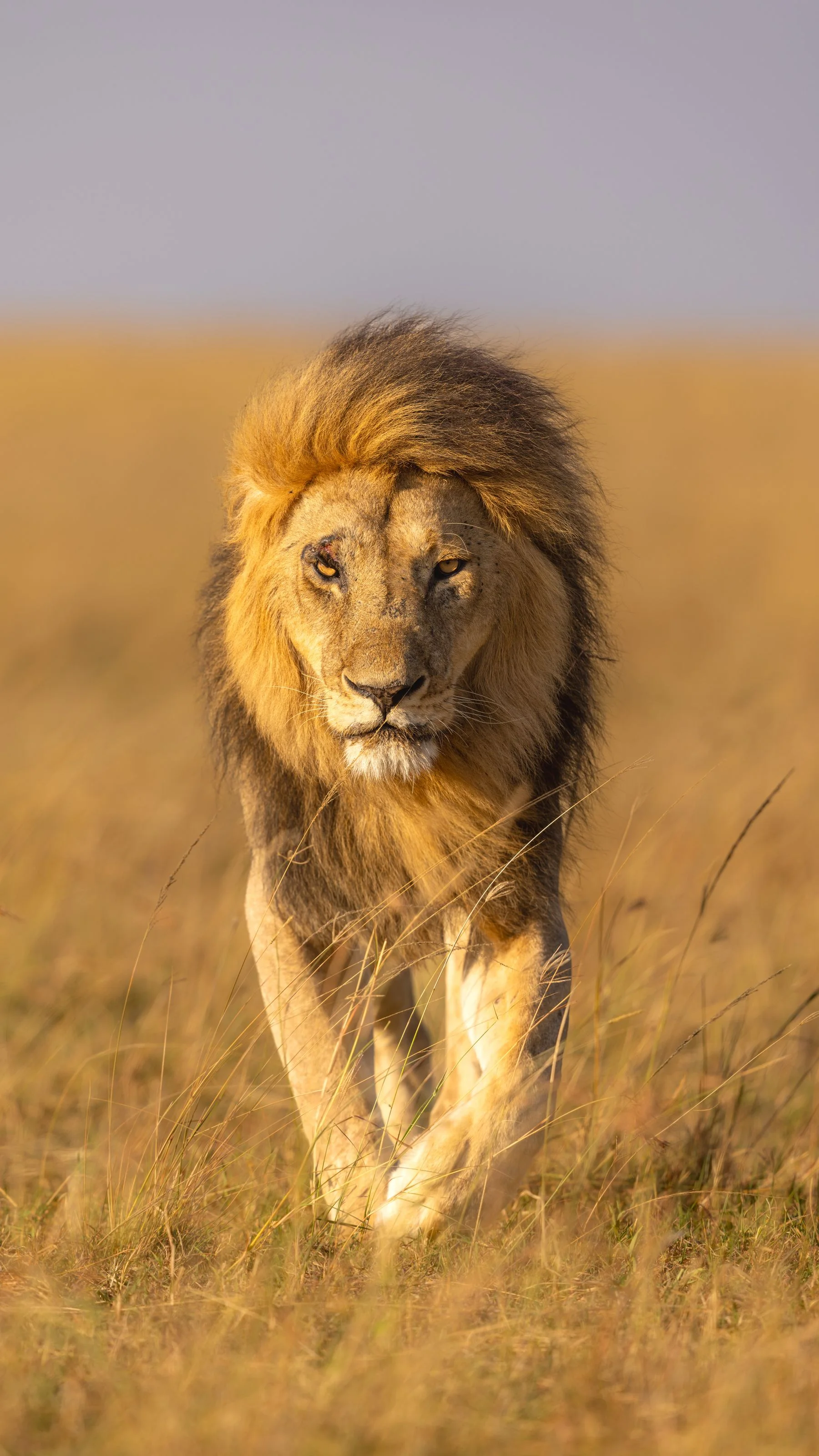 Majestic lion in the Maasai Mara grasslands