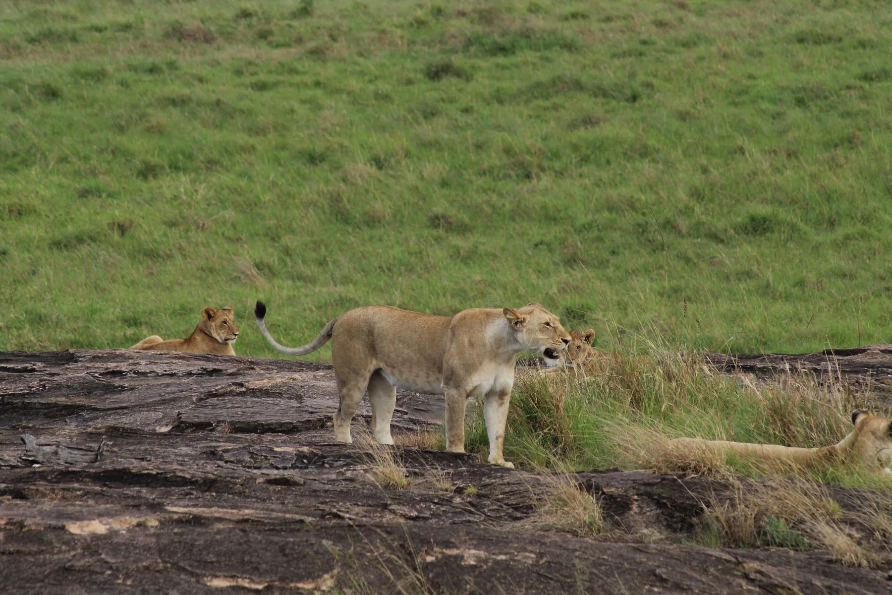 Lions resting in the Maasai Mara grasslands