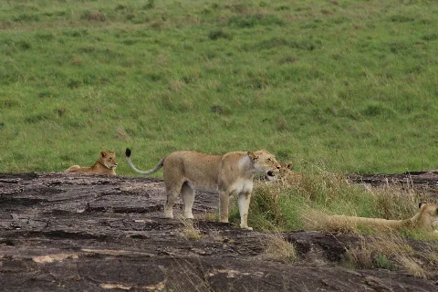 Lions resting in the Maasai Mara grasslands
