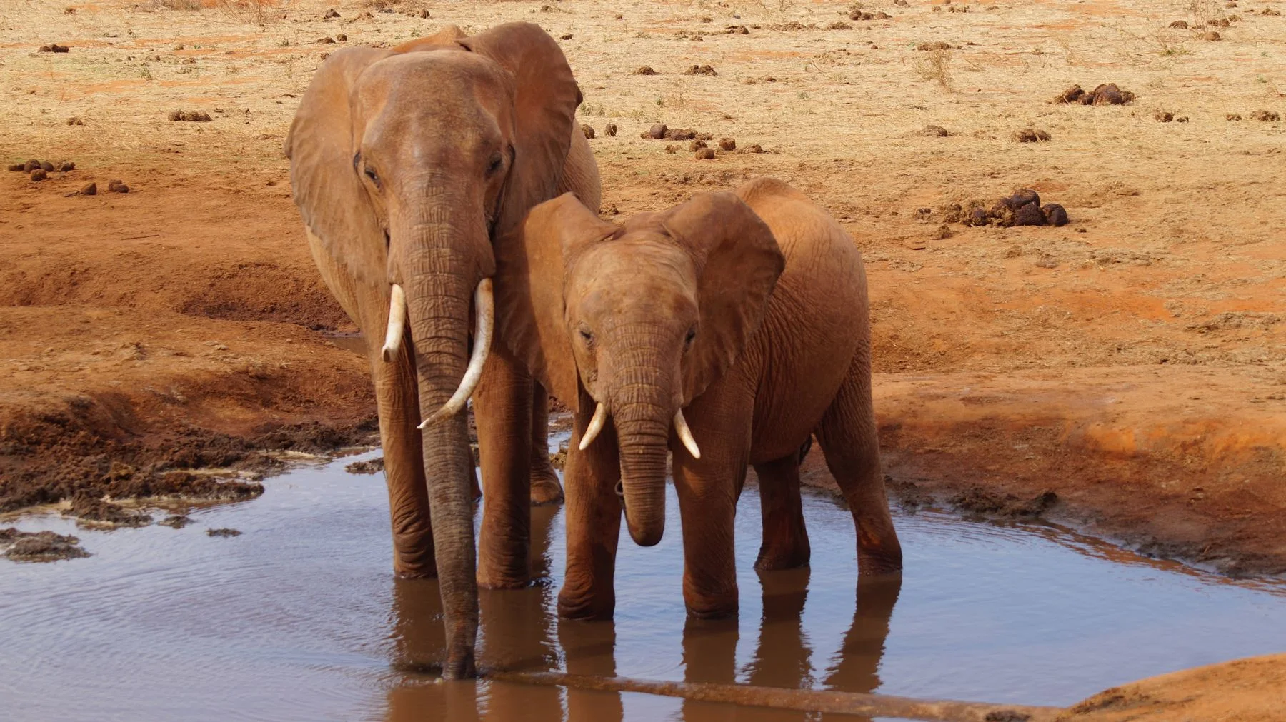 African elephants at a watering hole in Kenya