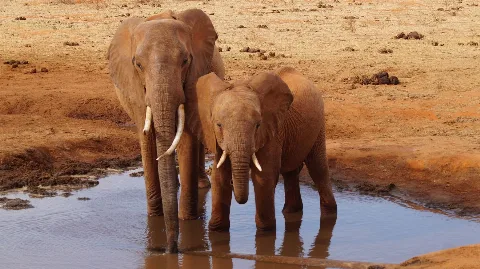 African elephants at a watering hole in Kenya