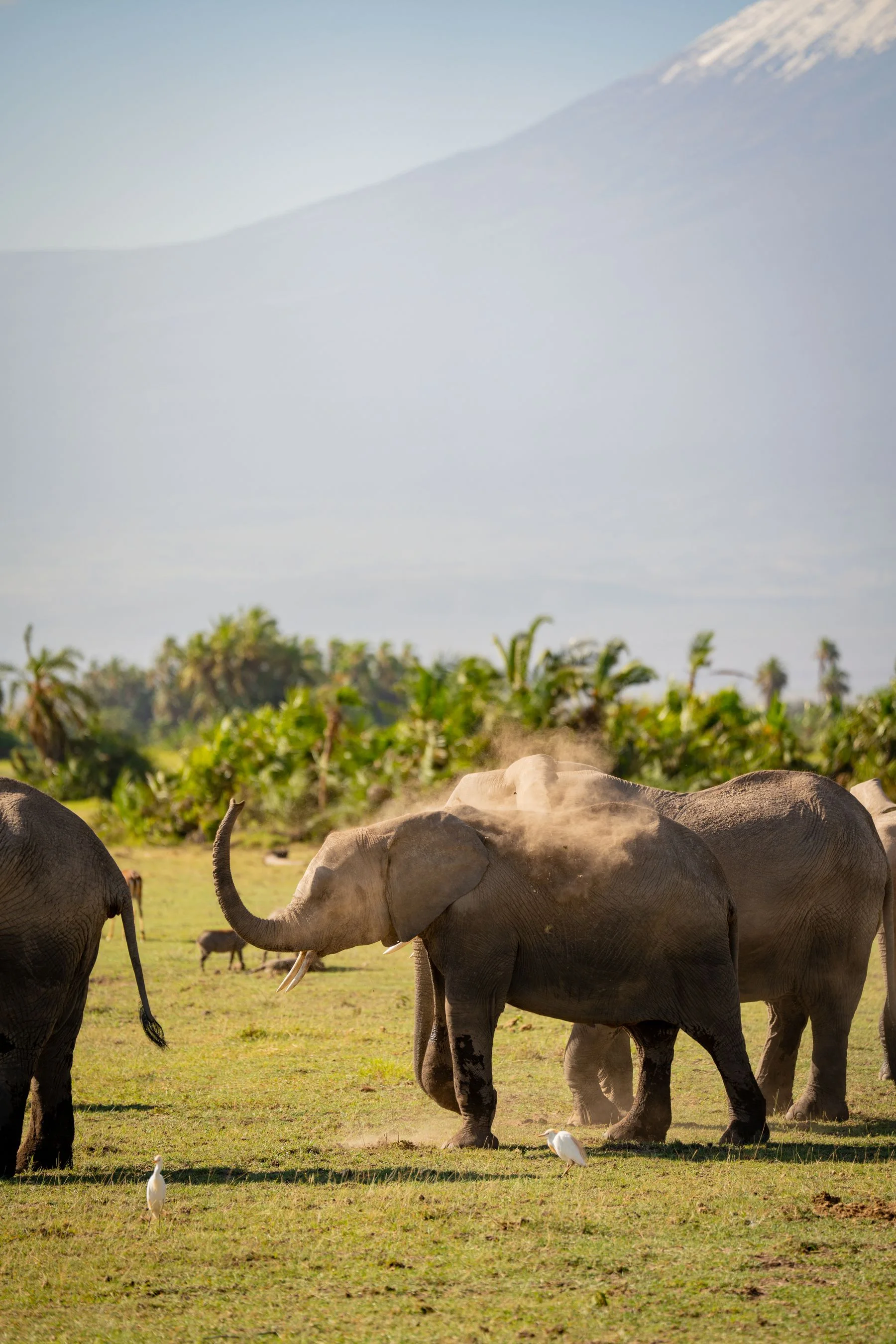 Elephants on the plains with Kilimanjaro behind them