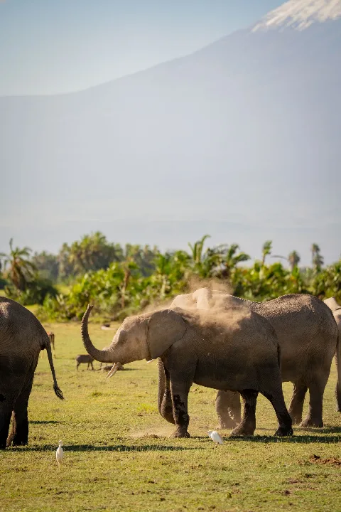 Elephants on the plains with Kilimanjaro behind them
